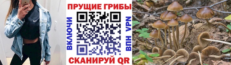 Псилоцибиновые грибы MAGIC MUSHROOMS  как найти   Рубцовск 